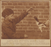 873846 Afbeelding van een jongetje met een Engels vechtkrielhaantje bij een pluimveetentoonstelling op een onbekende ...